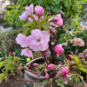 旭山桜の画像 by かずちゃんさん | 広い庭と旭山桜と花のある暮らしと癒しだね