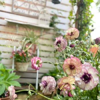ラナンキュラスラックス・アイオリアの画像 by cucoさん | 小さな庭とラナンキュラスラックス・アイオリアとおうち園芸とラナンキュラス・ラックスとガーデニングと花のある暮らしとお庭