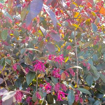 ベニバナトキワマンサク。の画像 by kappy*さん | お出かけ先とベニバナトキワマンサク。とウクライナに平和をと植物のある暮らしとわれら17年組と勤務先とトキワマンサクの花と植物散歩