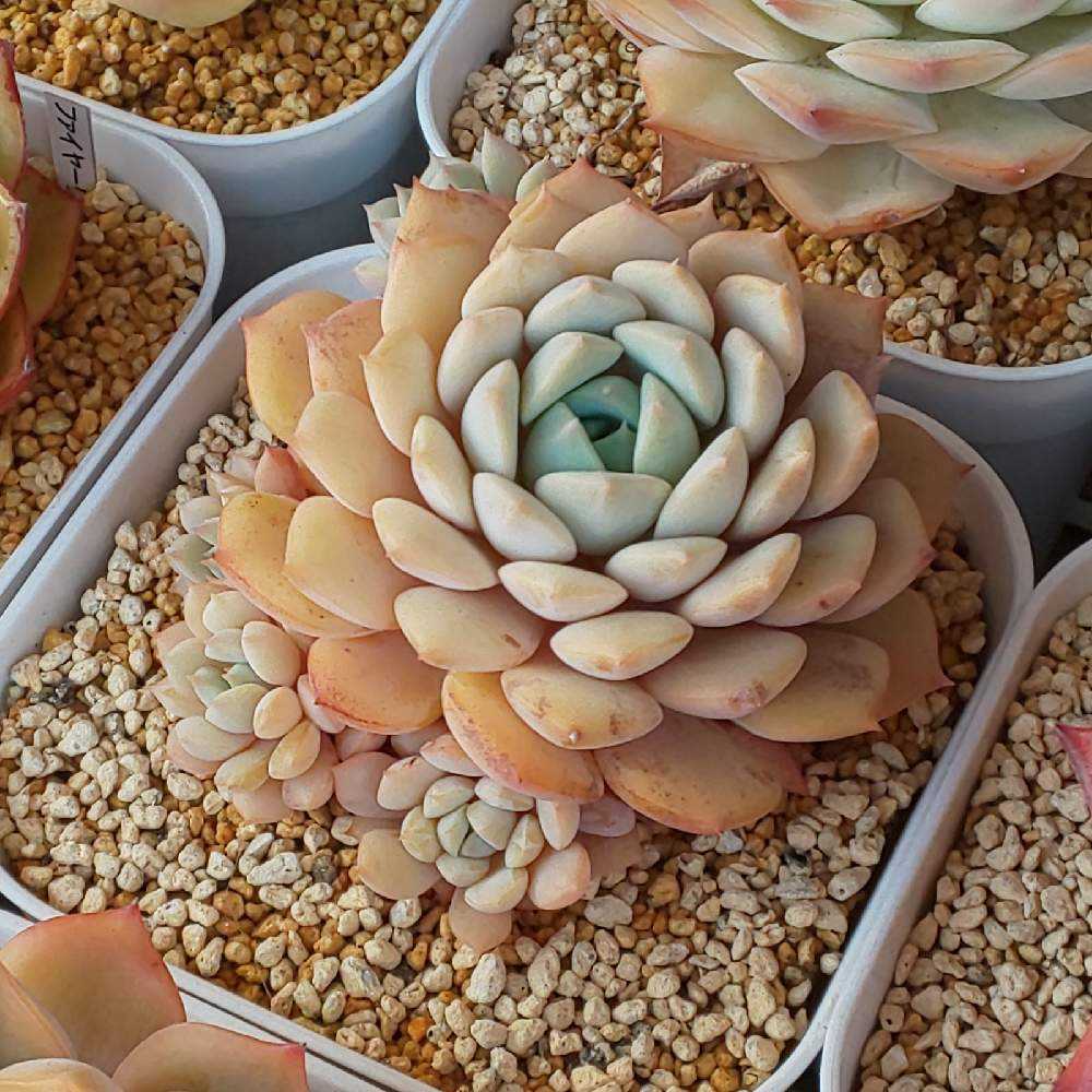 157 クララの生長記録 2022.05.15更新｜🍀GreenSnap（グリーンスナップ）