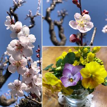 梅の花の画像 by おきぬdhさん | 小さな庭と梅の花とちっちゃいものクラブとおうち園芸と医療関係者に感謝‼️