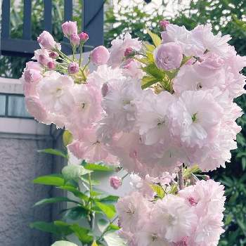 松月桜の画像 by ALOHAさん | バルコニー/ベランダと松月桜と開花とyu ＆ゆうクラブと桜フォトコン2022と桜(さくら)リレーと❤️桜リレー♬と花いろいろと我が家の桜と元気に育ててますよとプランターお花と花のある暮らしとかわいいな♡