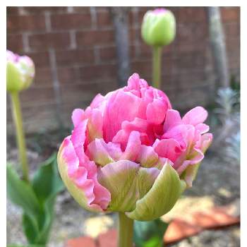 春の花ばなの画像 by 花音ちゃんさん | 小さな庭と春の花ばなと庭の花と庭花あそびと花いろいろとピンク色の花とガーデニングと花のある暮らし