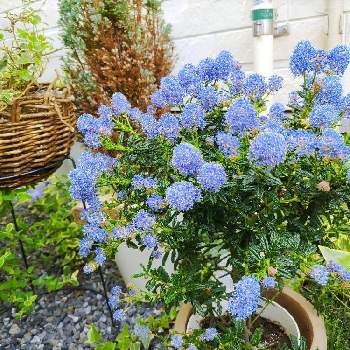 植物っていいねの画像 by しーくんオッケーさん | 小さな庭とカリフォルニアライラックともふもふとお花大好き♡とおうち時間と植物っていいねと青い花と元気をありがとうとありがとうと花のある暮らしとお花のある生活