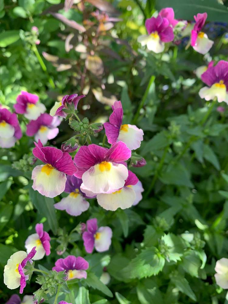 小さな庭の投稿画像 By よんぴさん ガーデニングと春の庭とネメシア とガーデニングと春の庭とネメシア 22月4月11日 Greensnap グリーンスナップ Greensnap グリーンスナップ