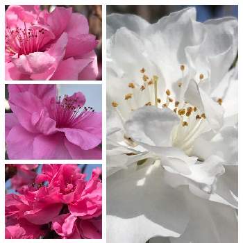 素敵な色♡の画像 by rikugardenさん | 小さな庭とホウキモモとハナモモと季節を感じる♪と植物のある暮らしといつもありがとう♡とGS映えとおうち園芸と今日のお花と平和を願う☆と素敵な色♡と花のある暮らしと可愛いピンク色♡とかわいいな♡とげんき！とGREEN UP!