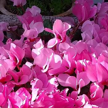 フリルの画像 by ウニ子さん | バルコニー/ベランダとガーデンシクラメンとフリルと我が家のベランダと色鮮やかとヒラヒラとモリモリと春やねぇ…とお花のある暮らしとピンクと可愛い蕾とspringと艶やか