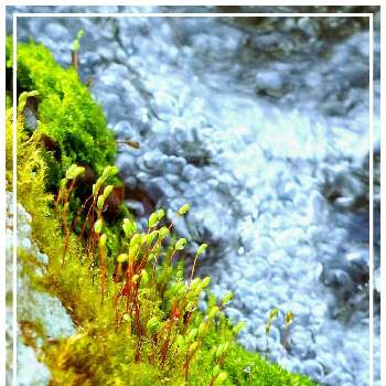 水辺植物の画像 by みいちゃんさん | 水辺の風景と水辺と水辺風景と苔 こけ コケと水辺植物と苔(こけ)と水辺の植物