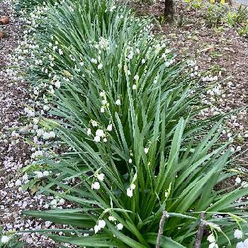 ヒガンバナ科スノーフレーク属の投稿画像一覧 Greensnap グリーンスナップ