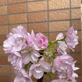 旭山桜の画像 by mimiさん | バルコニー/ベランダと旭山桜とミニ盆栽