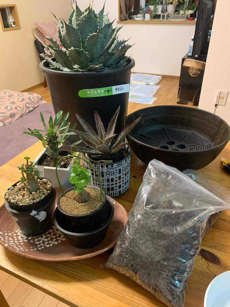 マンガベ日記｜🍀GreenSnap（グリーンスナップ）