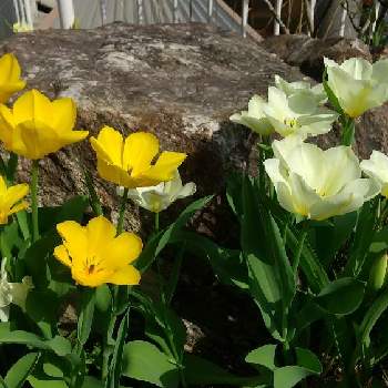職場の花の画像 by コッコさん | 小さな庭とチューリップ♪とお花のある暮らしと職場の花