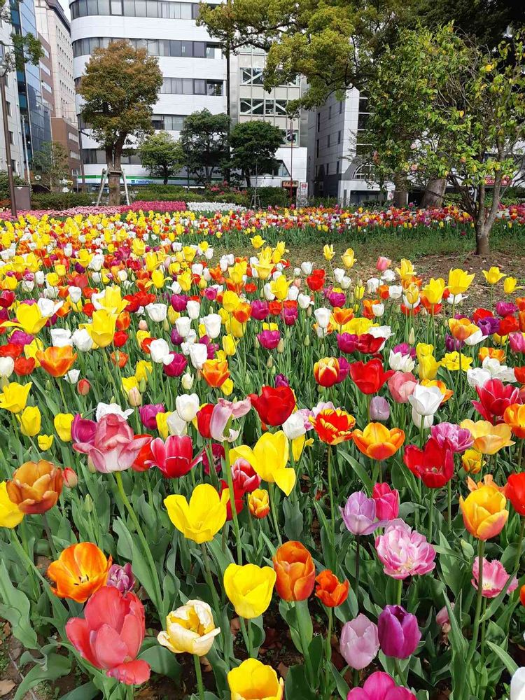 らみーさんの横浜公園への投稿