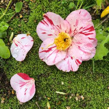 椿の花。の画像 by あっちゃんさん | お花大好き♡と癒しと実家の庭と椿の花。と自然が好き