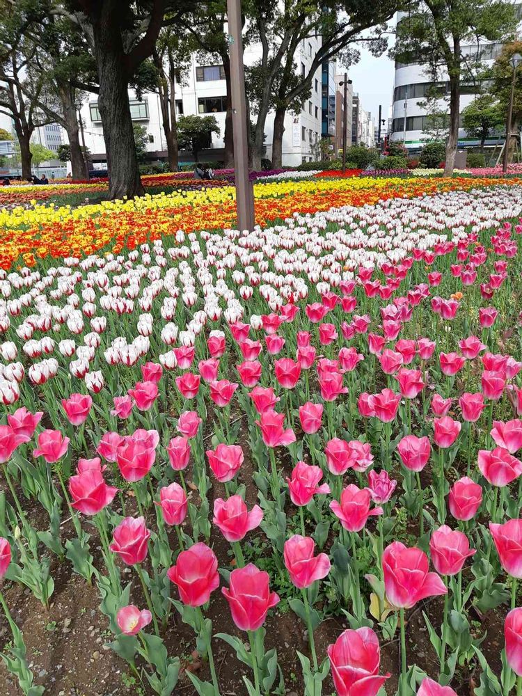 らみーさんの横浜公園への投稿