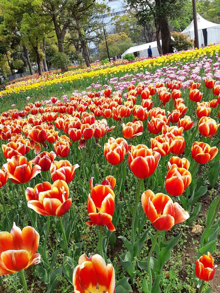 らみーさんの横浜公園への投稿