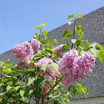 ライラック(リラ)の画像 by Uzuki1957さん | お出かけ先とライラック(リラ)と春に咲く花と落葉小高木と駐車場脇の植え込みと可愛いお花と自転車で散策と花色　紫色、紅色、藤色、白色と良い香り