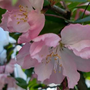 花海棠（ハナカイドウ）の画像 by hiroさん | ウクライナに平和をと花海棠（ハナカイドウ）とピンクの花が好きと医療関係者に感謝とJuneの会と春るんるん♡とコロナに負けるな‼️とハナカイドウの花