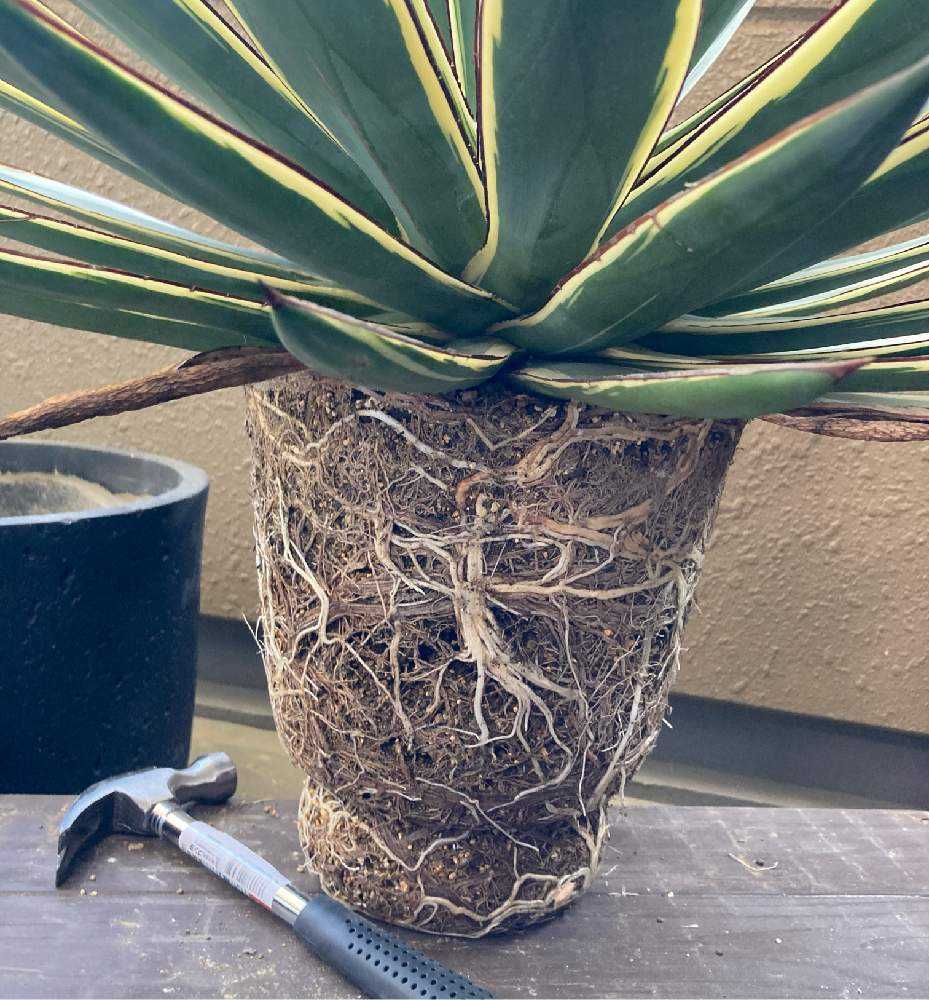 アガベ サングローの植え替え｜🍀GreenSnap（グリーンスナップ）