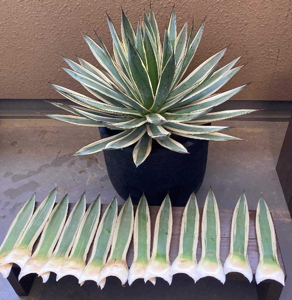 アガベ サングロー アガベ サングロー Agave Sun Glow | mana's farm