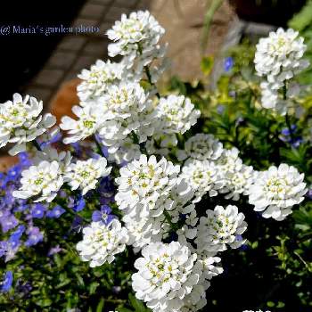 iPhone13の画像 by マリアさん | 小さな庭とイベリスとmy garden♬とさいた✨とiPhone13とノンフィルターとB型と白い花が好き❣️と庭の植物と寄植えとI love plants❣️と春が来た♬と12月生まれ♪と植え中毒と花のある暮らしとgreen*love