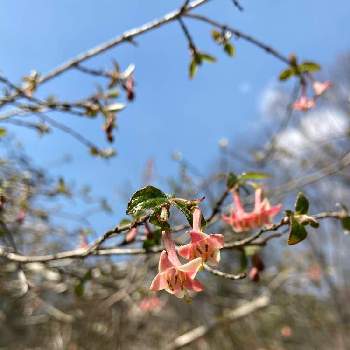 箱根湿性花園の投稿画像一覧 Greensnap グリーンスナップ