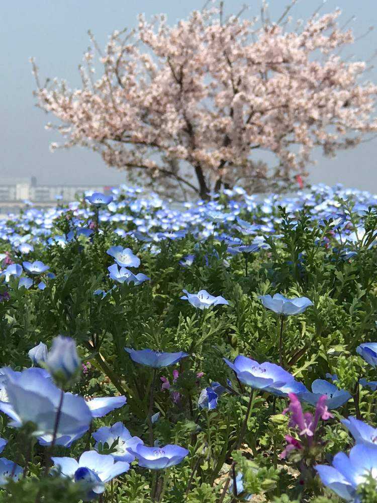 ネモフィラ祭り 22 Greensnap グリーンスナップ