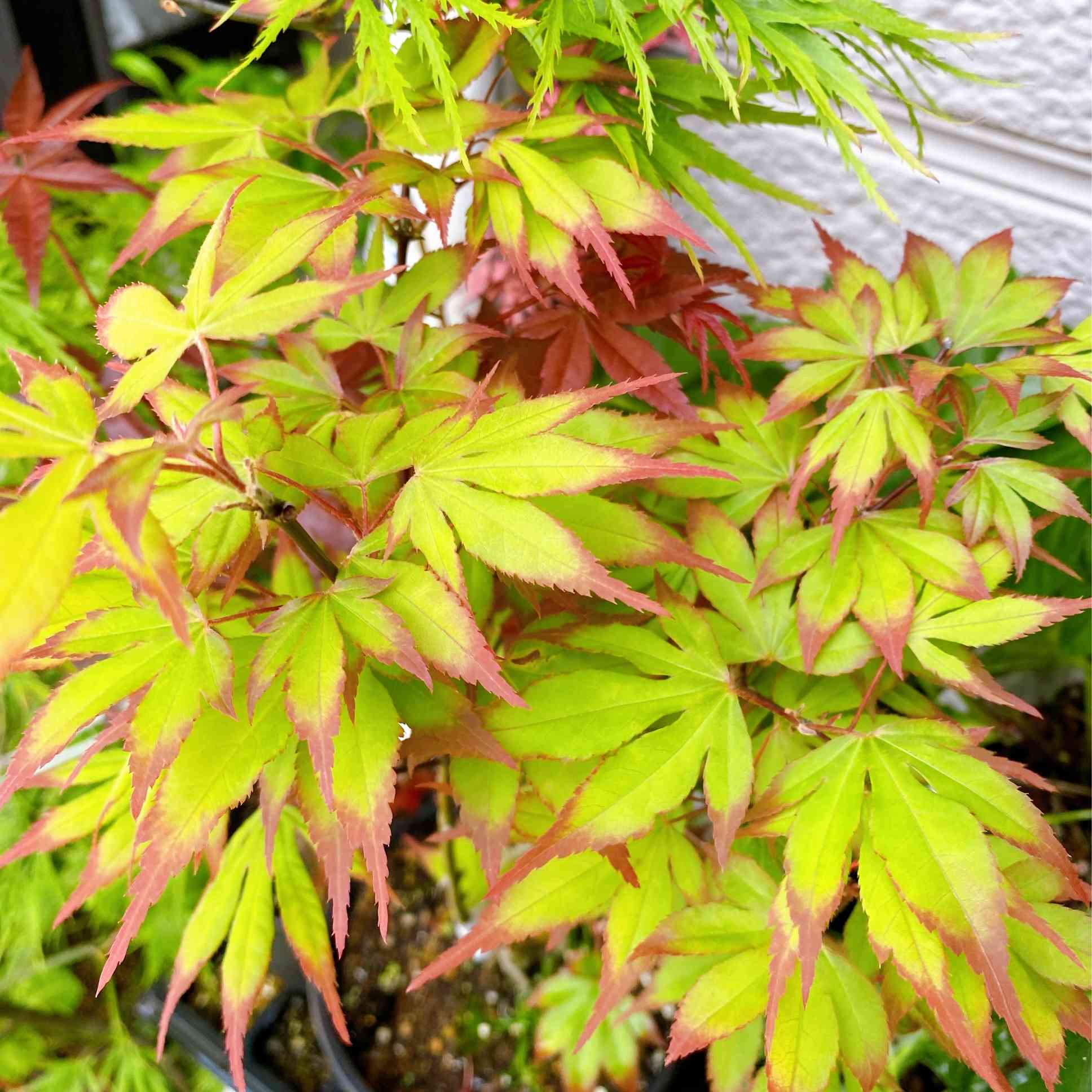 春のモミジ🍁｜🍀GreenSnap（グリーンスナップ）