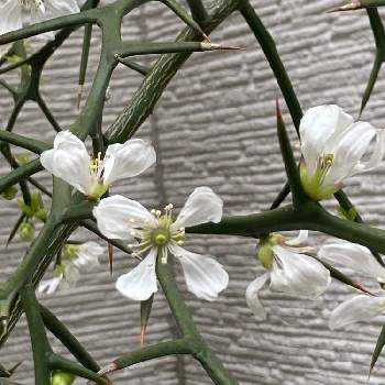 カラタチの画像 by えみぱんさん | カラタチとお散歩日和とトゲトゲと近所のお花と春ですね♪と白いお花