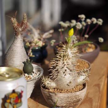 激レア球根多肉 ボウィエア キリマンジャリカ 大株 珍奇植物 サボテン 塊茎 原種 多肉植物 薬草 ソウカクデン Www Sportsnetwork Co Jp