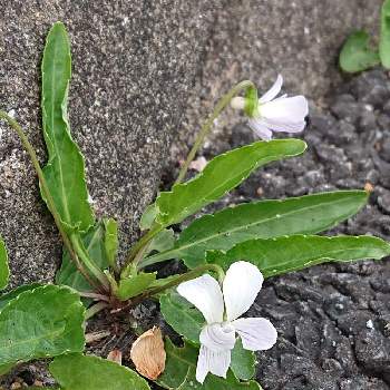 白スミレ Alqudsplastic Com