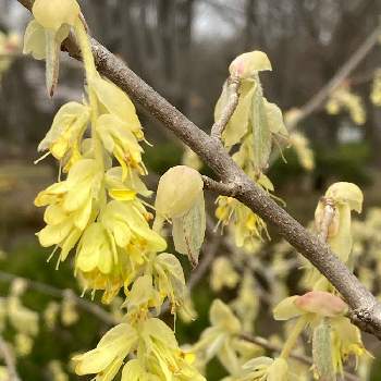 公園の花の投稿画像一覧 Greensnap グリーンスナップ