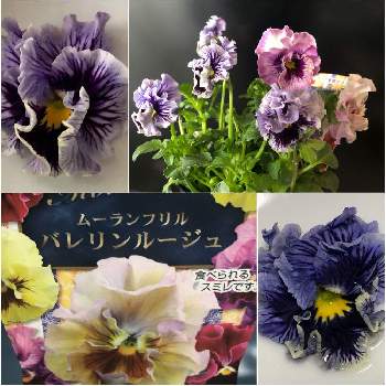 食べられるの画像 by 花土葉さん | 部屋と食べられると紫色の花と美味しいと☆パンジーとすみれ( 菫 )とスミレ♡と白い花とお疲れ様でした