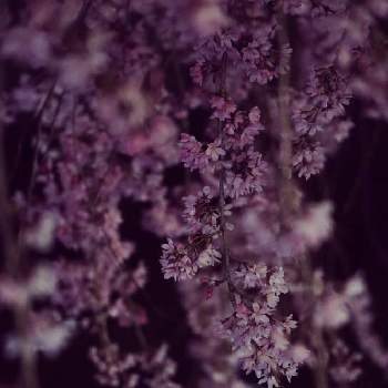 夜桜の画像 by ぴのこさん | 枝垂れ桜とピンクの花と桜フォトコン2022と夜桜とミラーレス一眼とさくらと散歩中