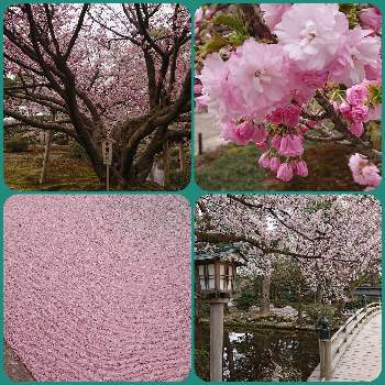  桜吹雪の画像 by のぶさん | お出かけ先と桜のはなびらと兼六園と 桜吹雪と川面のさくら