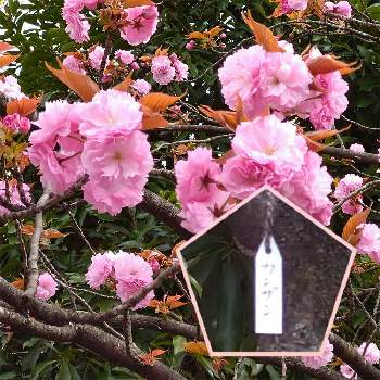 桜・関山(かんざん）の画像 by ルーシーさん | お出かけ先と桜・関山(かんざん）と2019同期