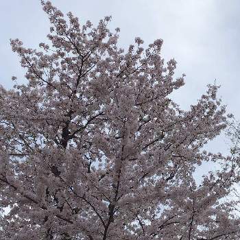 さくら満開の画像 by 週末ベランダー_アックンさん | お出かけ先とさくら サクラ 桜とさくら さくらとさくら 桜 サクラとさくら満開とさくらとさくら桜サクラ