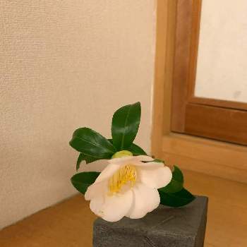 ツバキの花の画像 by よちよちさん | 部屋と実家の花とツバキの花と実家の庭にてといろんな椿