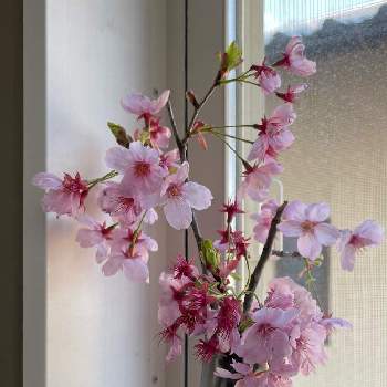 記念樹の画像 by mi-koさん | 玄関と記念樹と陽光桜❁︎