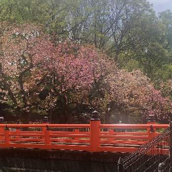 緑の暮らしの画像 by Mさん | 八重桜と公園散策と緑の暮らしと癒しの場所✨と優しい春の日差しを受け