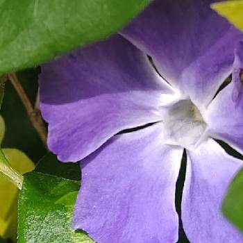 紫の原理の画像 by ❦THE HERMIT❦さん | お出かけ先とツルニチニチソウと光輝く花と蕊蕊蕊と刹那さとホワイトと癒されとマクロ撮りと葉っぱと紫の原理と元気❗❗と本来の色と秘密のpicと大好きな花とシルエット❤︎とヒカリと風の中