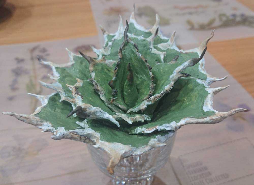 アガベ 白鯨ver ハンドメイド|🍀GreenSnap(グリーンスナップ) アガベ 白鯨ver ハンドメイド|🍀GreenSnap(グリーンスナップ)