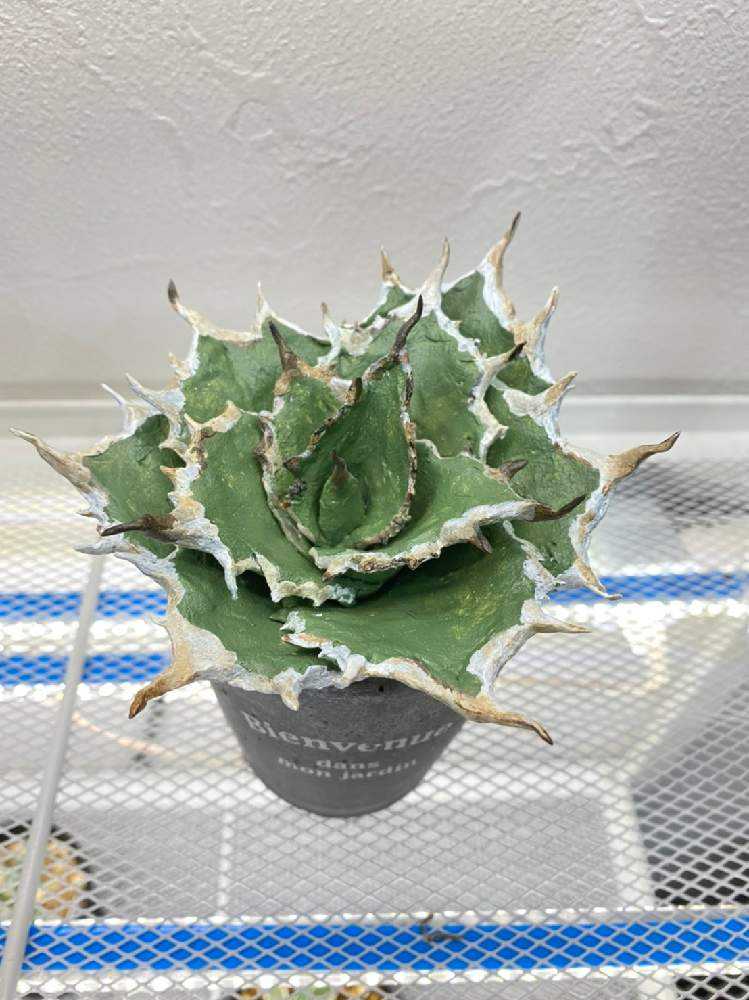 アガベ 白鯨ver ハンドメイド｜🍀GreenSnap（グリーンスナップ）