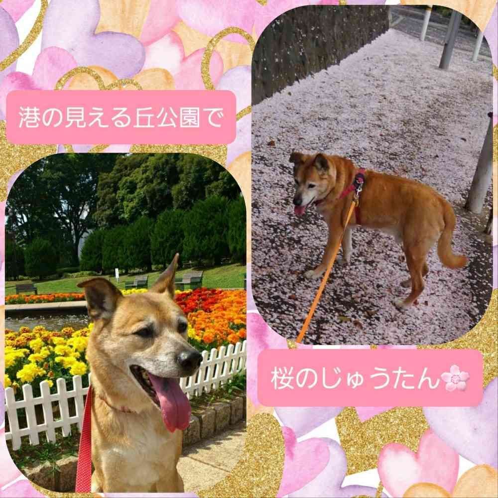 erikさんの港の見える丘公園への投稿