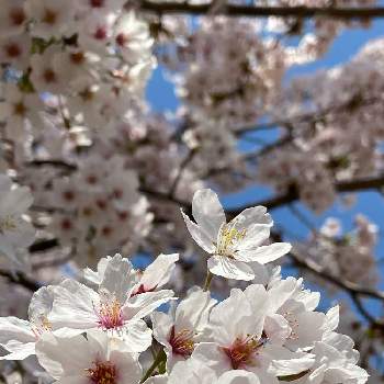  桜の花の画像 by ぱんちょリボンさん | お出かけ先と散歩と桜 ソメイヨシノと 桜の花