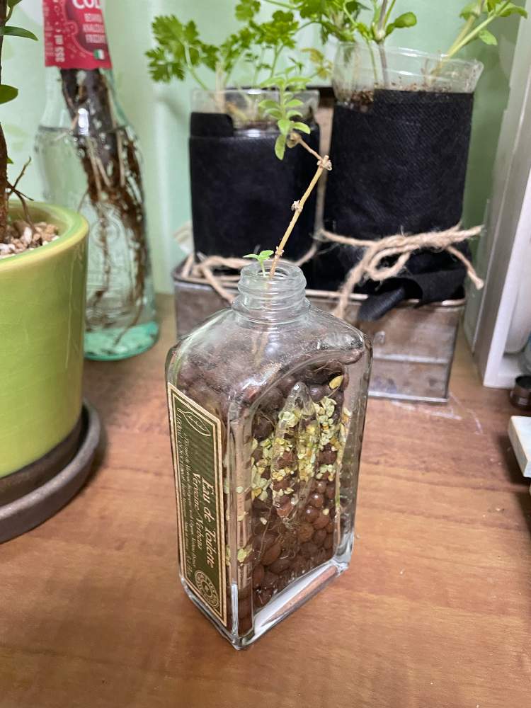 窓辺の投稿画像 By ぴすさん レモンヴァーベナ とハイドロボールと水耕栽培と香水瓶 とロクシタンとヴァーベナとレモンヴァーベナ とハイドロボールと水耕栽培と香水瓶とロクシタンとヴァーベナ 22月4月12日 Greensnap グリーンスナップ Greensnap