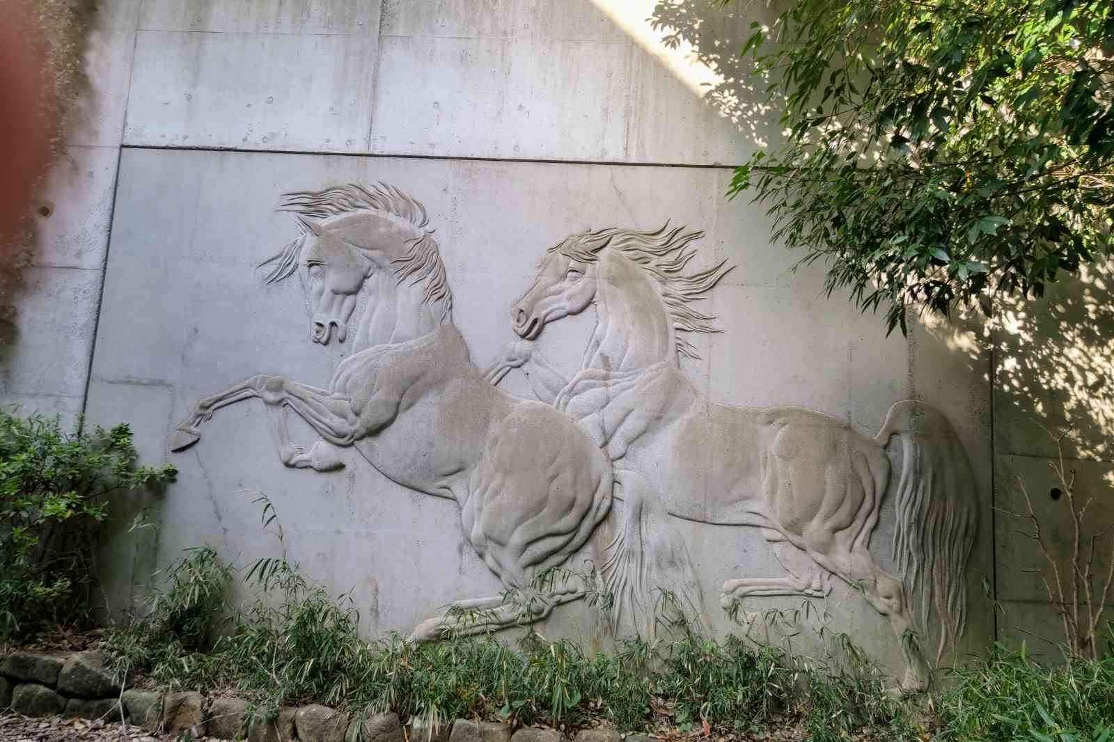 希少‼︎自然木！ アオハダ 単木 2m 露地 苗木 : トオヤマグリーン - 通販 - Yahoo