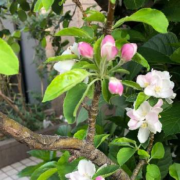 りんごの花の画像 by sachikoさん | 晴れ☀️と穏やかな一日に…＊と頑張れ♡みんなと時差通勤とりんごの花