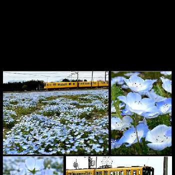 ネモフィラ♪の画像 by 世津ちゃんさん | ネモフィラ♪と黄色の電車と三岐鉄道北勢線
