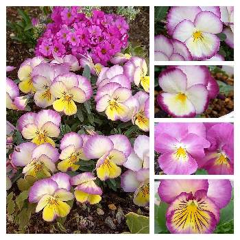 虹色スミレの画像 by グリーンバムさん | 小さな庭と虹色スミレと花のある暮らしと癒されます♡とおうち園芸とウクライナに平和を